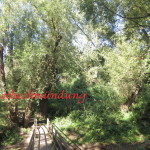 Goetterswicker_15